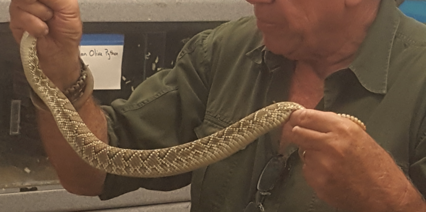 Rattlesnake Safety Tips: A Venomous Snake Tutorial
